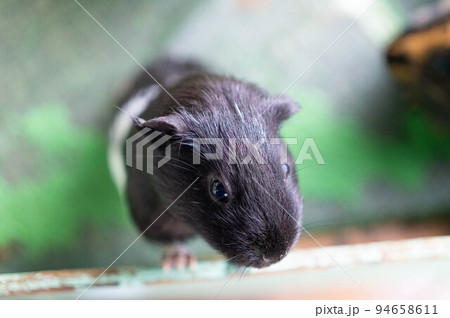 外を覗く黒いモルモット 94658611