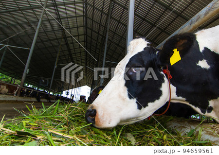 Cows on a green field 94659561