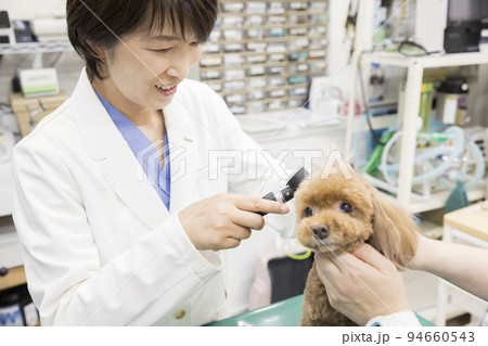 動物病院で小型犬の耳の中を見る女性獣医 動物病院で小型犬の耳の中を見る女性獣医 94660543