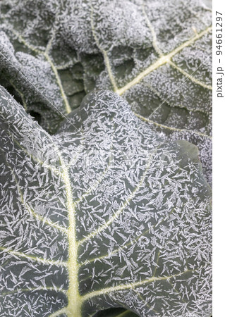 葉一面の霜模様の冬風景-2 94661297