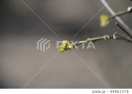 Vetch-like coronilla Vetch-like coronilla 94661378
