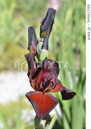 Tall bearded iris Spartan 94661399