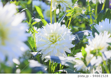 馬見丘陵公園　満開のダリア園 94661528