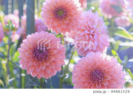 馬見丘陵公園　満開のダリア園 94661529