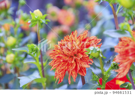 馬見丘陵公園　満開のダリア園 94661531