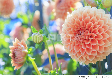 馬見丘陵公園　満開のダリア園 94661535