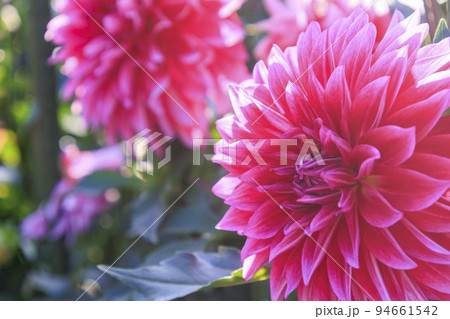 馬見丘陵公園　満開のダリア園 94661542