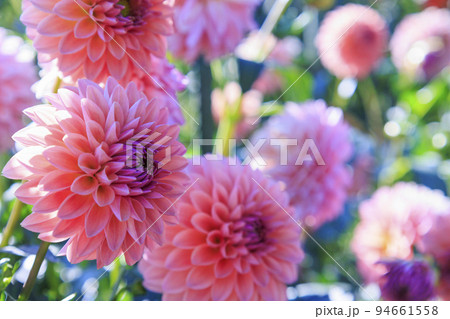 馬見丘陵公園　満開のダリア園 94661558