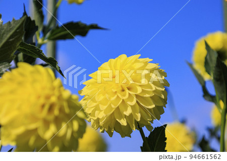 馬見丘陵公園 満開のダリア園 馬見丘陵公園 満開のダリア園 94661562