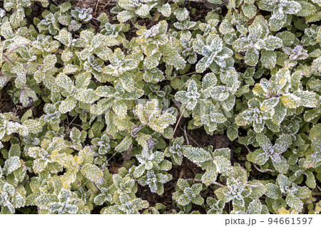 パイナップルミントに降霜の冬風景-2 94661597
