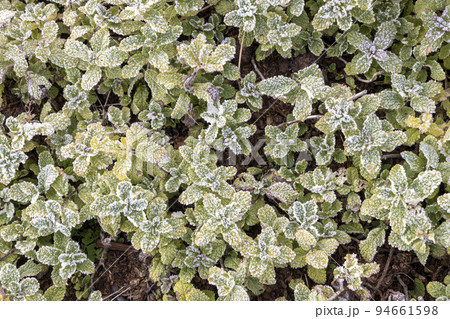 パイナップルミントに降霜の冬風景-3 パイナップルミントに降霜の冬風景-3 94661598