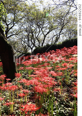 権現堂公園の曼珠沙華まつり（埼玉県） 94662202
