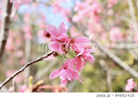 桜 さくら サクラ 94662416