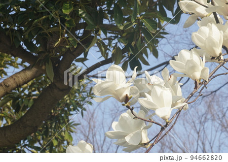 モクレン 94662820