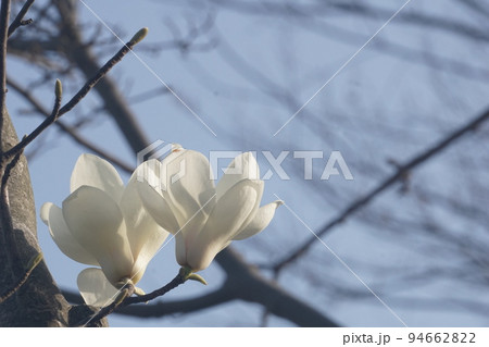 モクレン モクレン 94662822