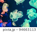 ただようクラゲ 94663113