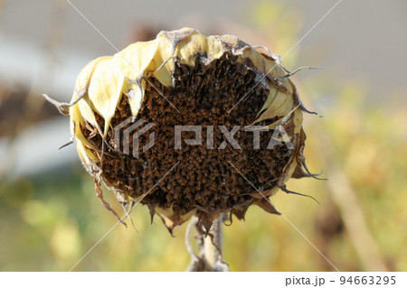 ひまわり、植物、種、ひまわりの種、自然、枯れる、秋、花、ハチ、ミツバチ、蜜蜂 94663295