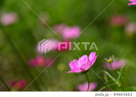 秋の野辺を彩る秋桜(コスモス) 秋の野辺を彩る秋桜(コスモス) 94663662