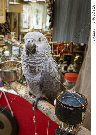 Singapore, July 24, 2022 - Grey parrot on perch outside store in Chinatown 94663816