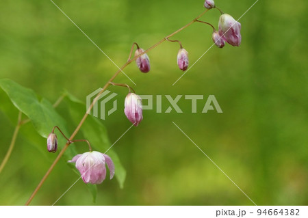 バイカイカリソウ　梅花碇草　山野草　初夏　小さいピンク色の花 94664382