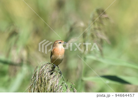 ノビタキ 94664457