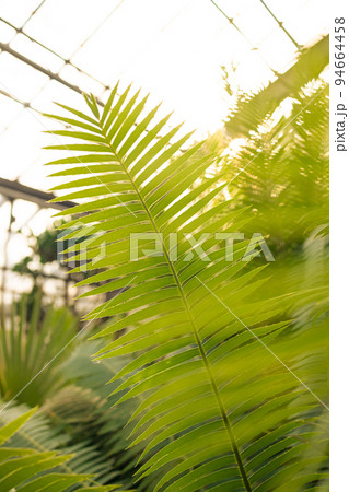 Green palm leaves, sun shines in background, only few blades focus abstract tropical background Green palm leaves, sun shines in background, only few blades focus abstract tropical background 94664458