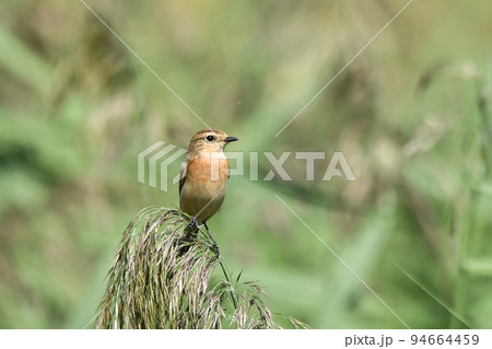 ノビタキ 94664459