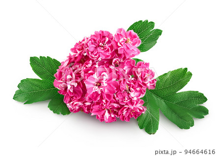 Blooming branch of hawthorn isolated on white background. Crataegus Pauls Scarlet. Blooming branch of hawthorn isolated on white background. Crataegus Pauls Scarlet. 94664616