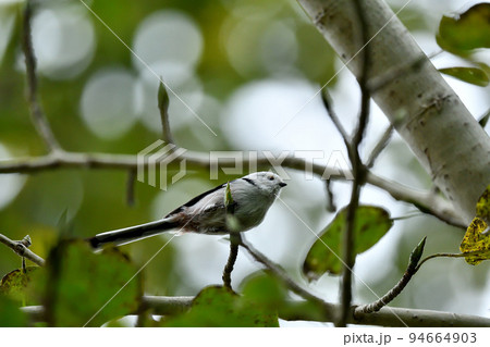 深緑に飛び交う雪の妖精・シマエナガ 94664903