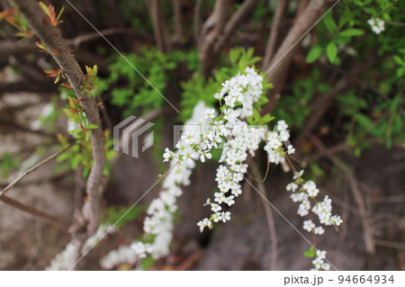 白くて小さなユキヤナギの花 白くて小さなユキヤナギの花 94664934