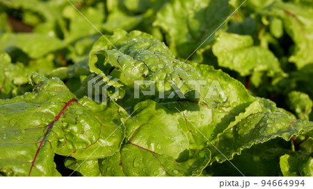 Beetroot harvest red Beta vulgaris leaves with raindrops beet rain fresh burpees bunch bio farm field harvesting food farmer farming folio garden leaf plant organic plantation vegetables freshly 94664994