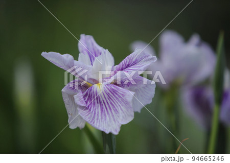 ガーデニング　花菖蒲、 94665246