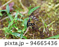 交尾するカノコガ 94665436