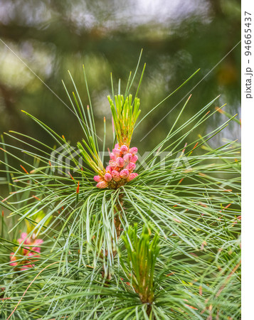 Needles and flowering of Siberian pine in sunny spring day. Pinus sibirica flower. Flowering Siberian cedar cones 94665437