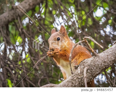 The squirrel with nut sits on a branches in the spring or summer. The squirrel with nut sits on a branches in the spring or summer. 94665457