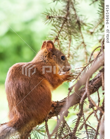 The squirrel with nut sits on a branches in the spring or summer. The squirrel with nut sits on a branches in the spring or summer. 94665458