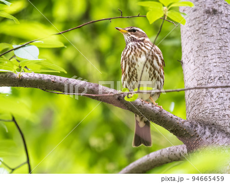 Wood bird Redwing, Turdus iliacus, sits on tree branch 94665459