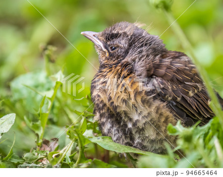A fieldfare chick, Turdus pilaris, has left the nest and sitting on the spring lawn. A fieldfare chick sits on the ground and waits for food from its parents. 94665464