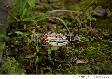 Cyrestis thyodamas or the common map butterfly resting on a mossy ground 94665555