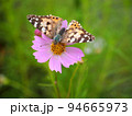 ピンクのコスモスの花にとまっって蜜を吸う蝶々（ヒメアカタテハ） 94665973