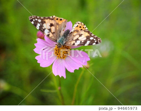 ピンクのコスモスの花にとまっって蜜を吸う蝶々(ヒメアカタテハ) ピンクのコスモスの花にとまっって蜜を吸う蝶々(ヒメアカタテハ) 94665973