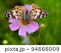 ピンクのコスモスにとまったヒメアカタテハ（神田公園の秋桜と蝶々） 94666009