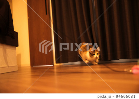 躍動感あふれる子猫 94666031