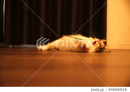 口を開けている子猫 口を開けている子猫 94666038