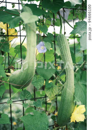 道端にできた立派なゴーヤ 94666100