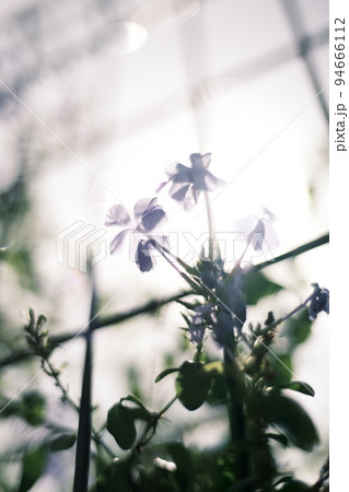 逆光ルリマツリ 94666112