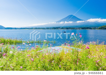 (山梨県)河口湖・湖畔のコスモスと富士山 (山梨県)河口湖・湖畔のコスモスと富士山 94666661