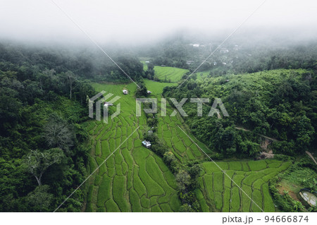 rice field in the morning in asia 94666874