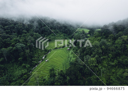rice field in the morning in asia 94666875