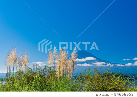 （山梨県）河口湖・湖畔のパンパスグラスと富士山 94666955